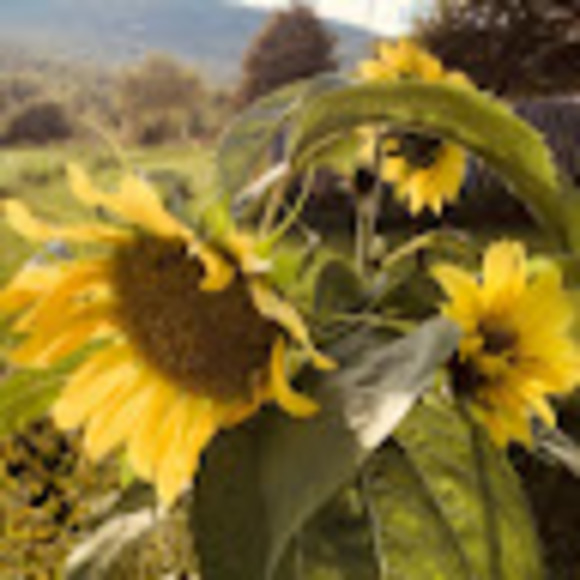 Meet your Posher, Liv - Picture 1 of 1